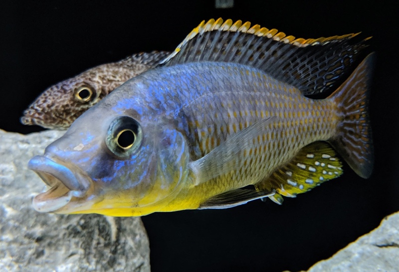 Protomelas sp. 'hertae'